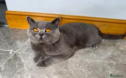 Brazilian Shorthair cats for sale: British shorthairs kittens - Image 13