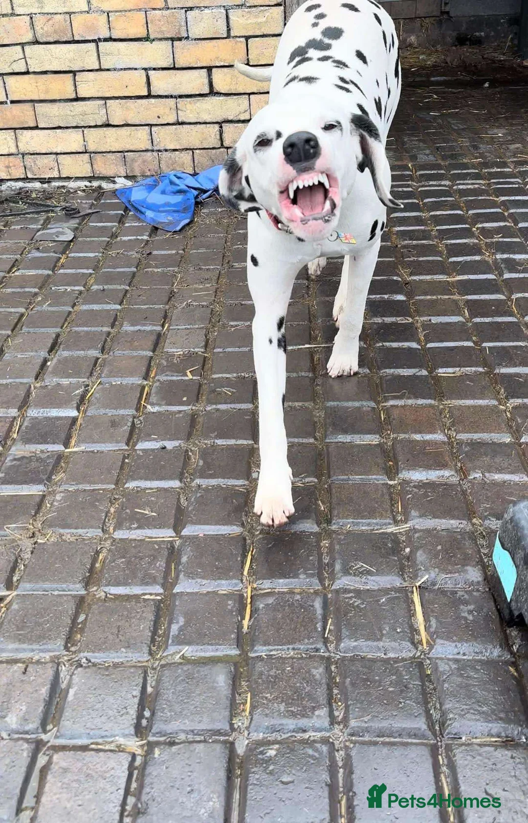 Dalmatian dogs for stud: Outstanding, health tested KC reg male| proven in Aberdare - Advert 7