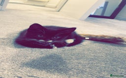 British Shorthair cats for sale: Black and white kitten  - Image 2