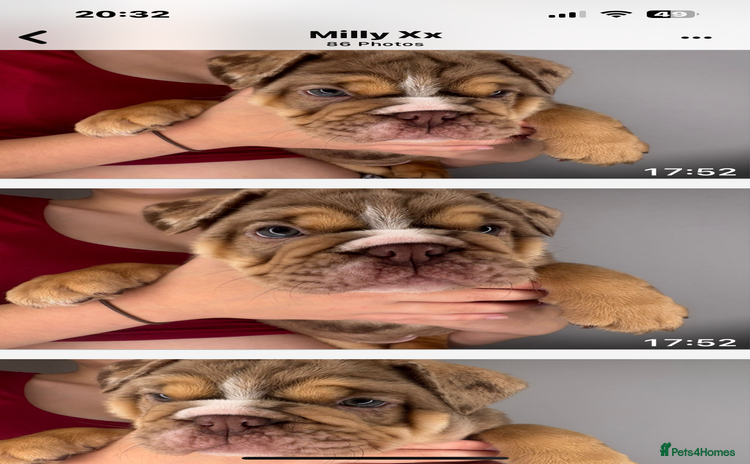 English Bulldog dogs - Advert 6