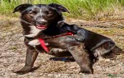 Border Collie dogs for adoption: Matilda’s Story: Found Hours Before Death - Image 2