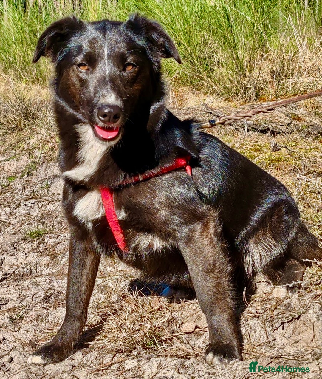 Border Collie dogs for adoption: Matilda’s Story: Found Hours Before Death - Image 2