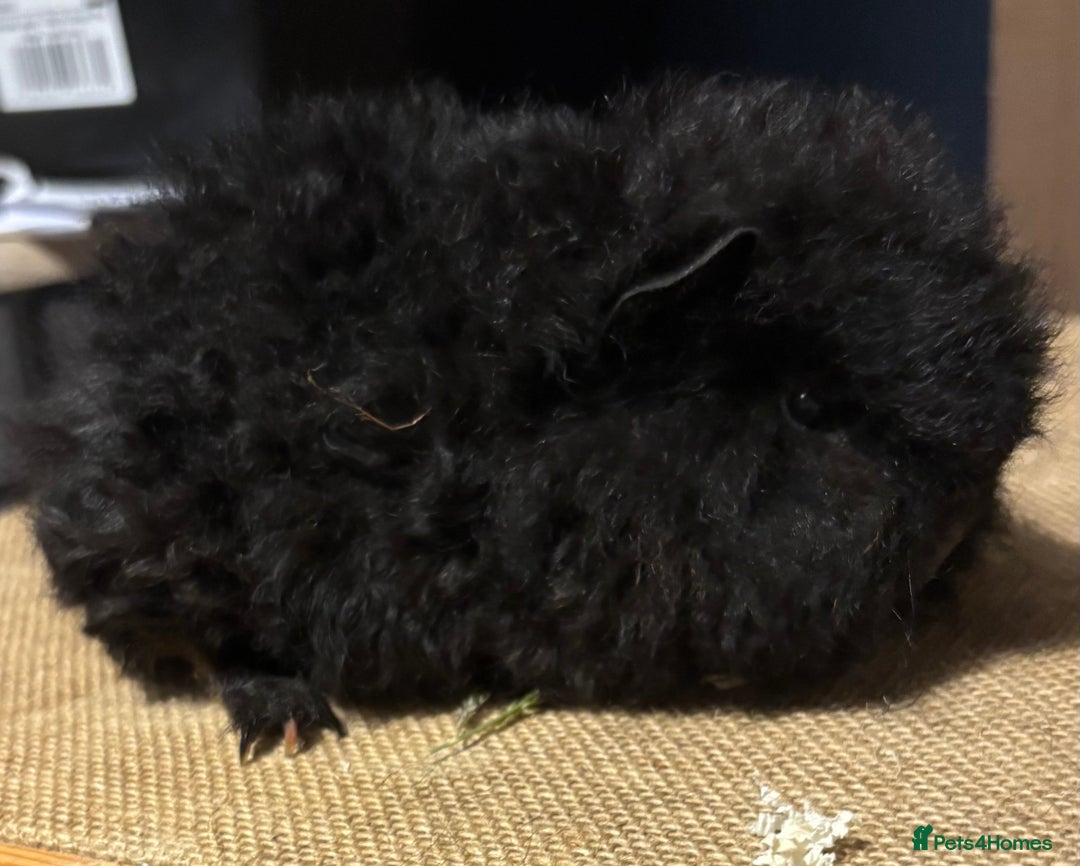 Guinea Pig rodents for sale: Pair of guinepig boys for loving  home  - Advert 2