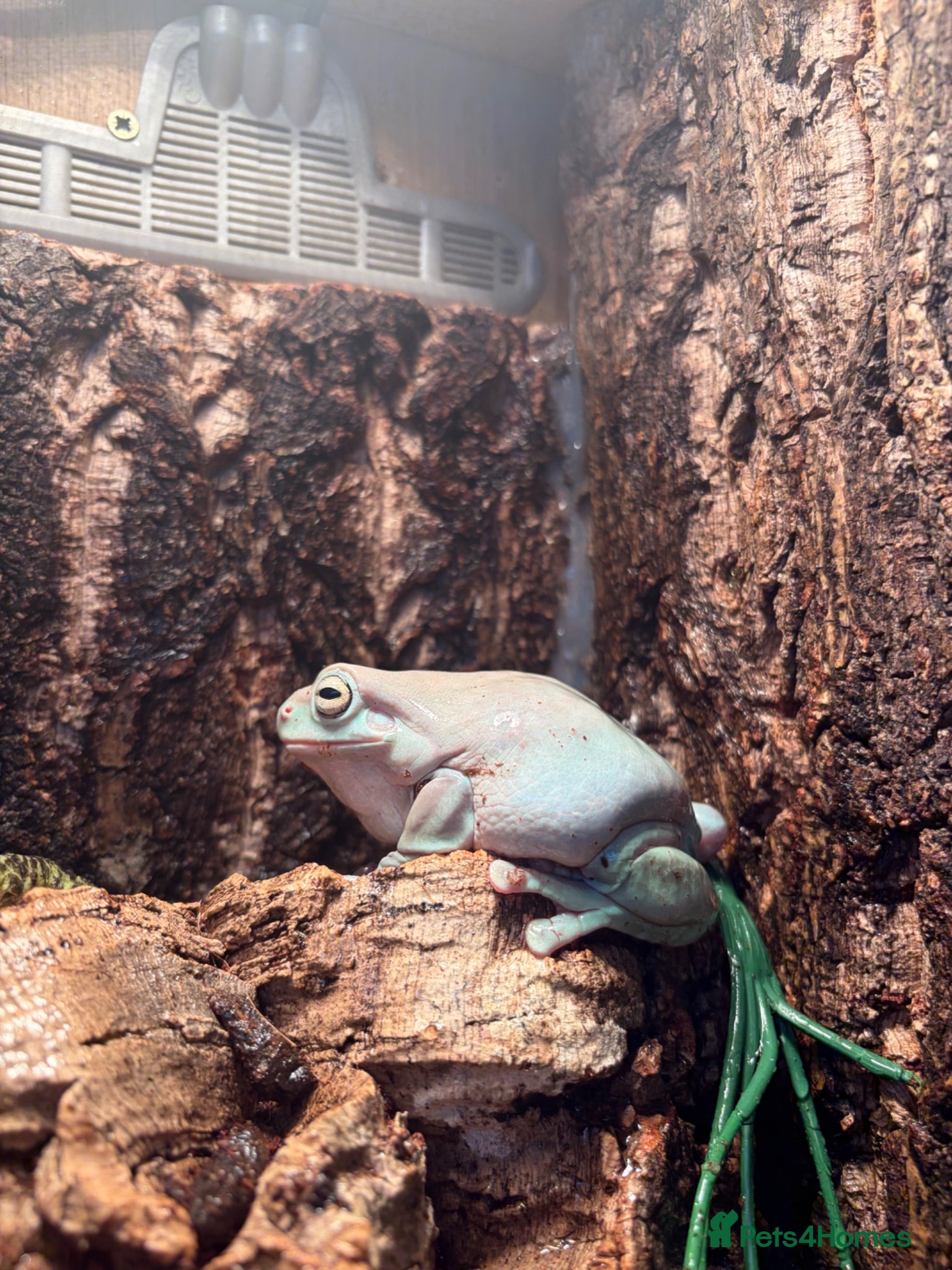 Frog reptiles Whites tree frog, female  - Advert 5