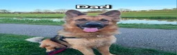 German Shepherd dogs for sale: Beautiful German Shepherd Puppies  - Advert 3