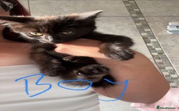 Ragdoll cats for sale: Ragdoll cross shorthair kittens  - Image 5