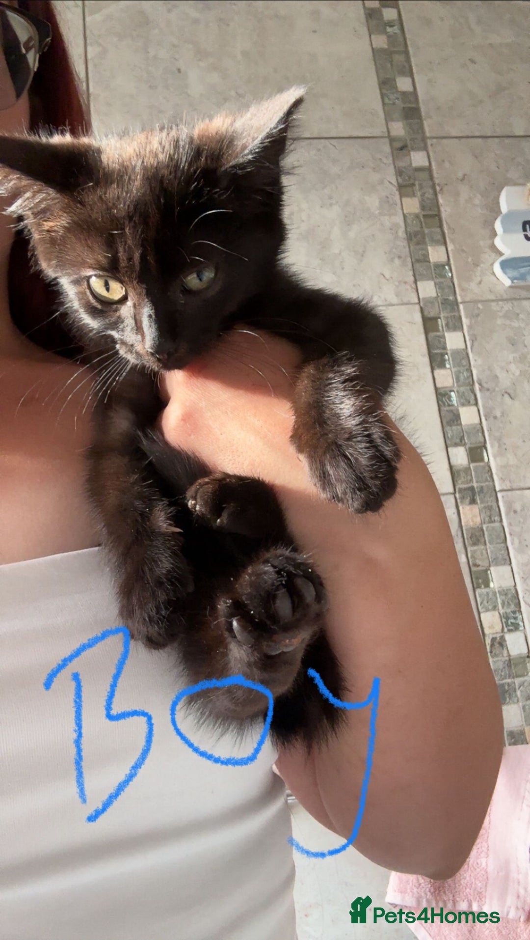 Ragdoll cats for sale: Ragdoll cross shorthair kittens  - Image 5