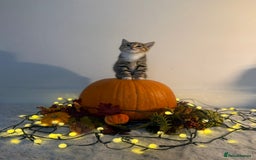 Domestic Shorthair cats for sale:  Adorable Kittens Looking for Their Forever Homes - Image 1