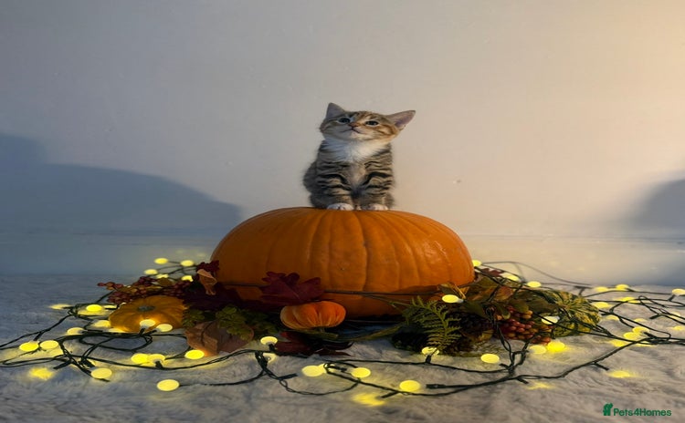 Domestic Shorthair cats - Advert 1