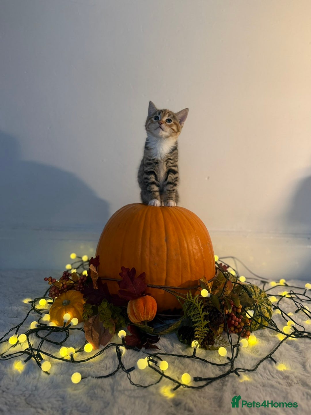 Domestic Shorthair cats for sale:  Adorable Kittens Looking for Their Forever Homes - Image 1