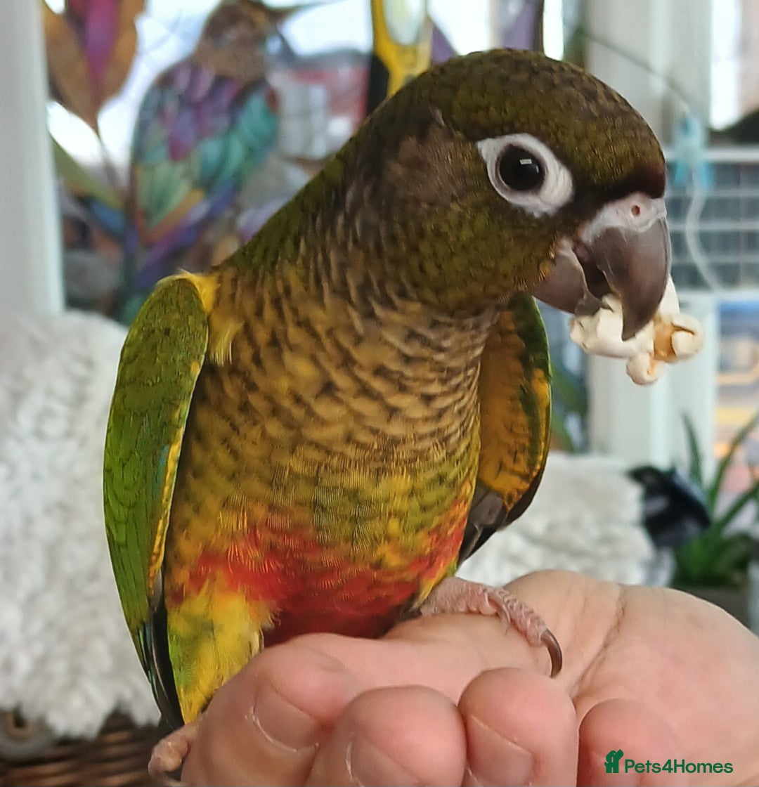 Conures birds for sale: Conures handreared Conures Green Cheeks  - Image 3