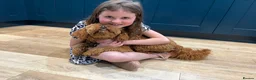 Cavapoo dogs for sale: 1 year old Cavapoo - bite history in Newport - Advert 6