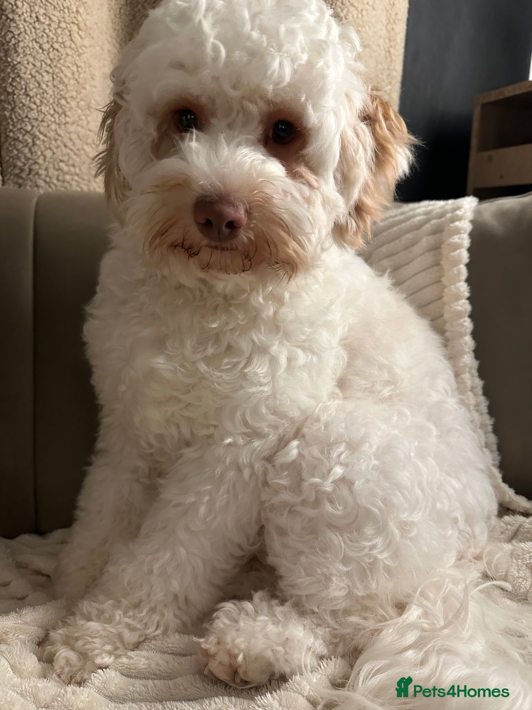 Cavapoo dogs for sale: F1B Cavapoo Puppies - Advert 3