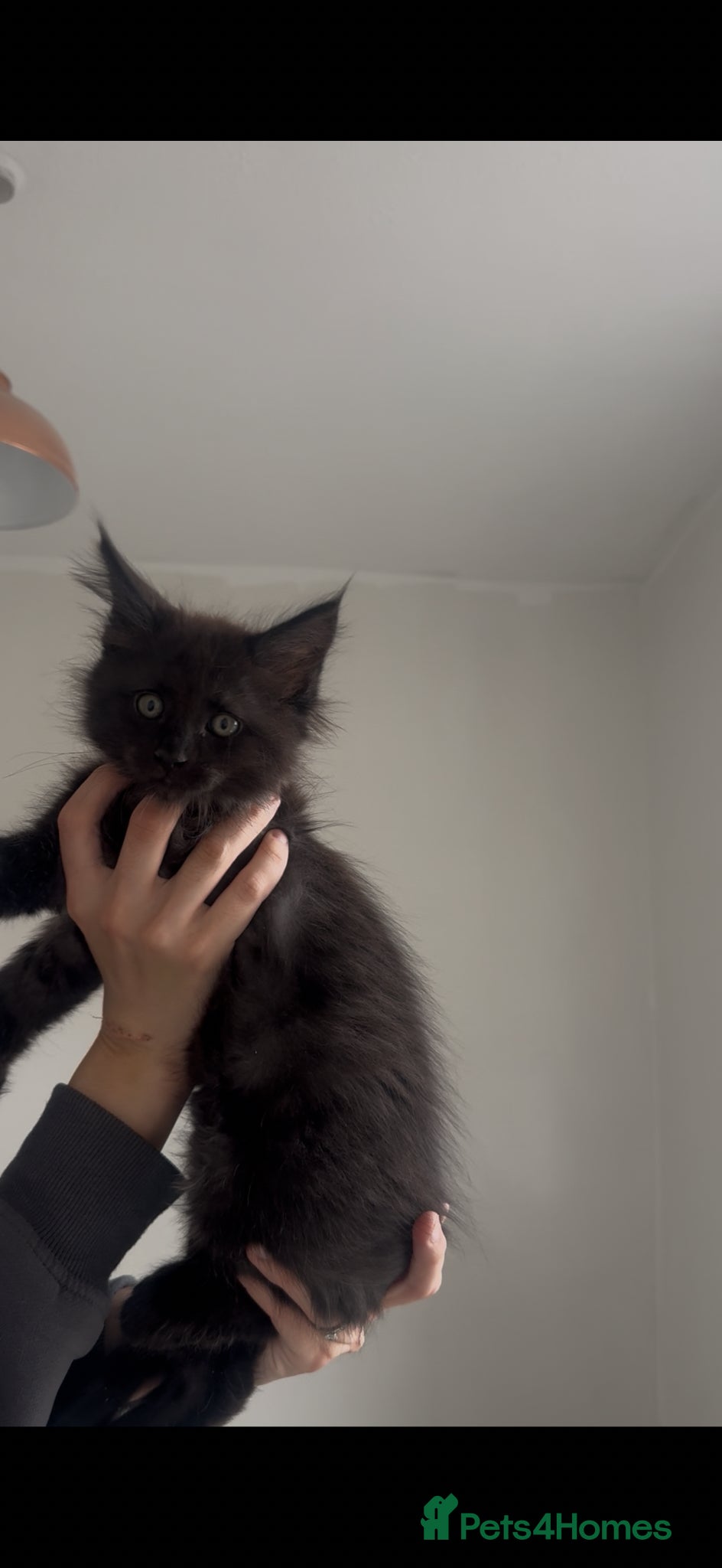 Maine Coon cats TICA Black&Blue Smoke Maine Coons - Advert 18