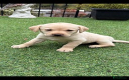 Labrador Retriever dogs for sale: Yellow Labrador puppies  - Image 2