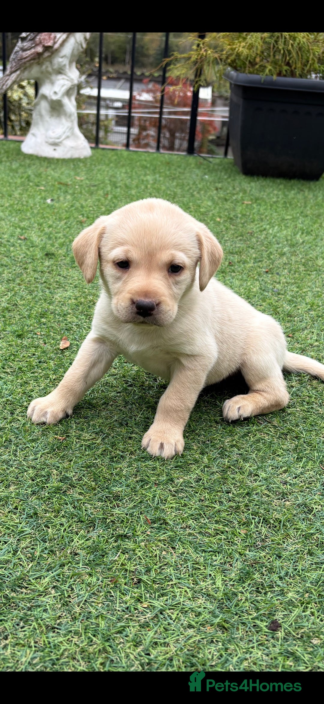 Labrador Retriever dogs for sale: Yellow Labrador puppies  - Image 2