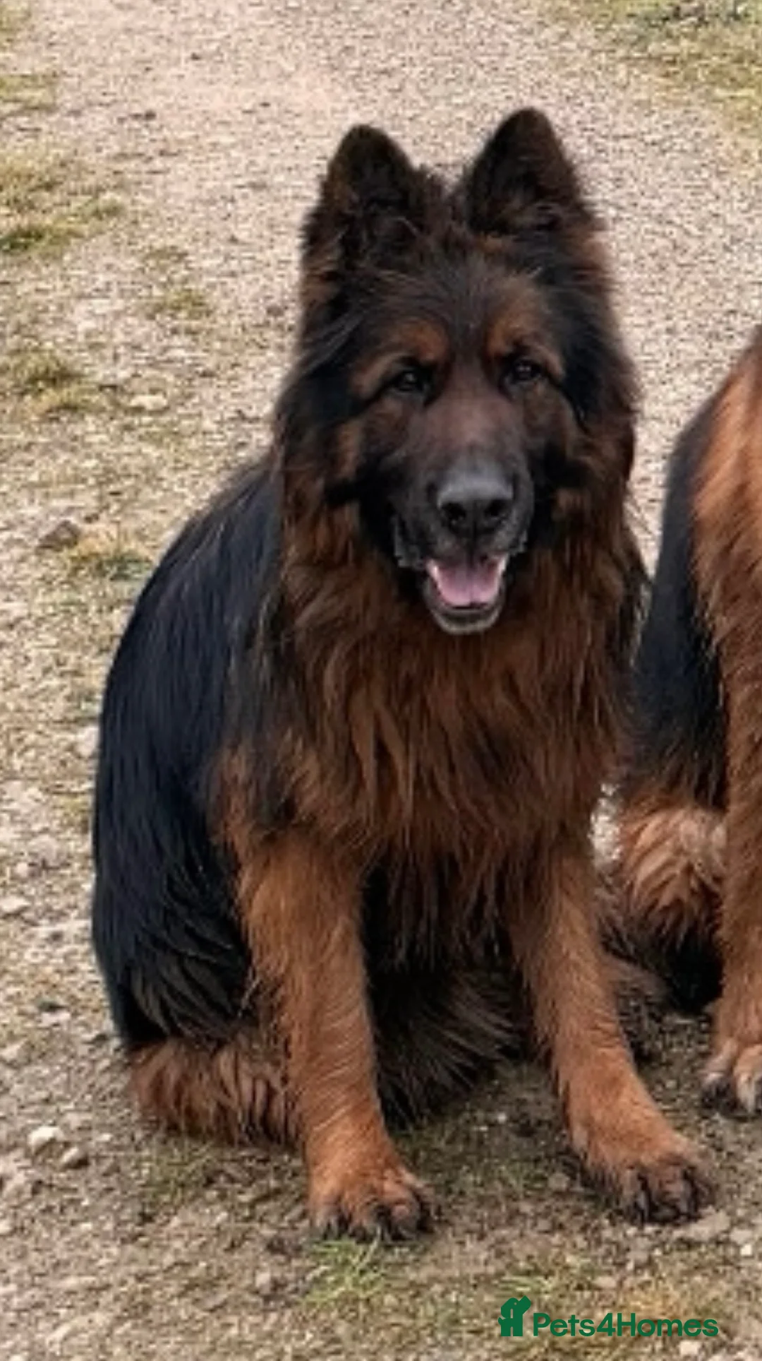 German Shepherd dogs for sale: Outstanding 3 year old KC reg male  - Advert 10