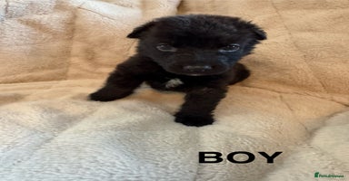 Mixed Breed dogs - Advert 6