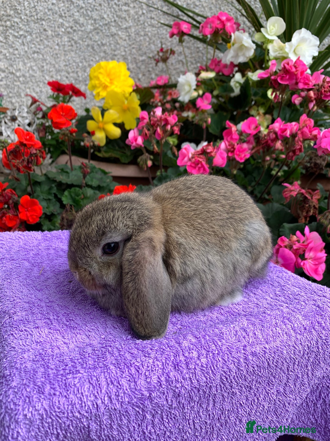 Mini Lop rabbits for sale: Gorgeous Baby Mini Lop Boy Ready Now - Image 2
