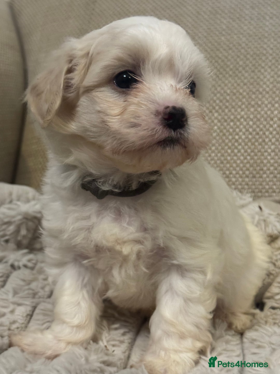 Mixed Breed dogs for sale: Two Gorgeous Puppies Remaining!  - Advert 16