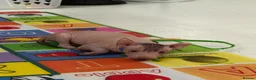 Mexican Hairless dogs for sale: Quality babys - Advert 3