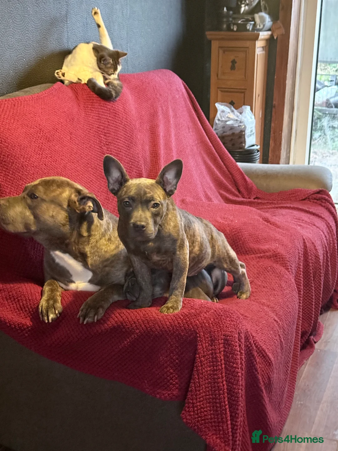 Mixed Breed dogs for sale: Beautiful girl in Gloucester - Advert 2