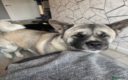 Akita dogs for sale: Skye. 7 years  - Image 4