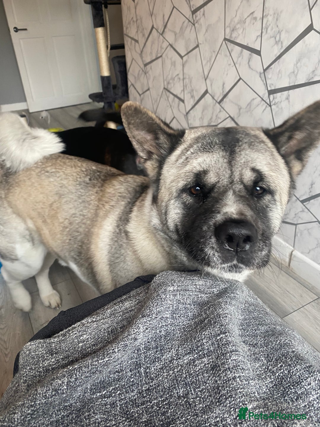 Akita dogs for sale: Skye. 7 years  - Image 4
