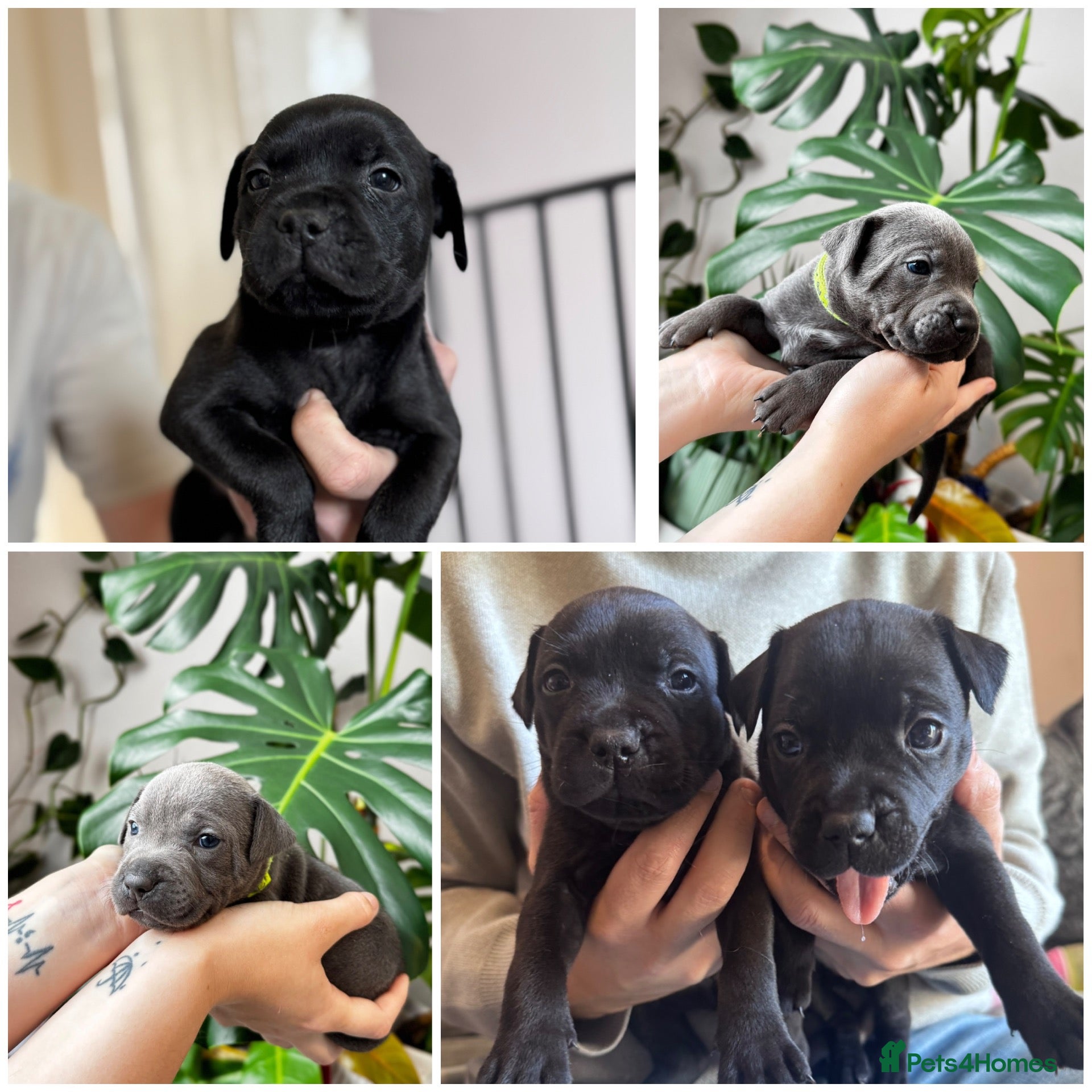Staffordshire Bull Terrier dogs Last puppies remaining!! KC Staff’s  - Advert 5