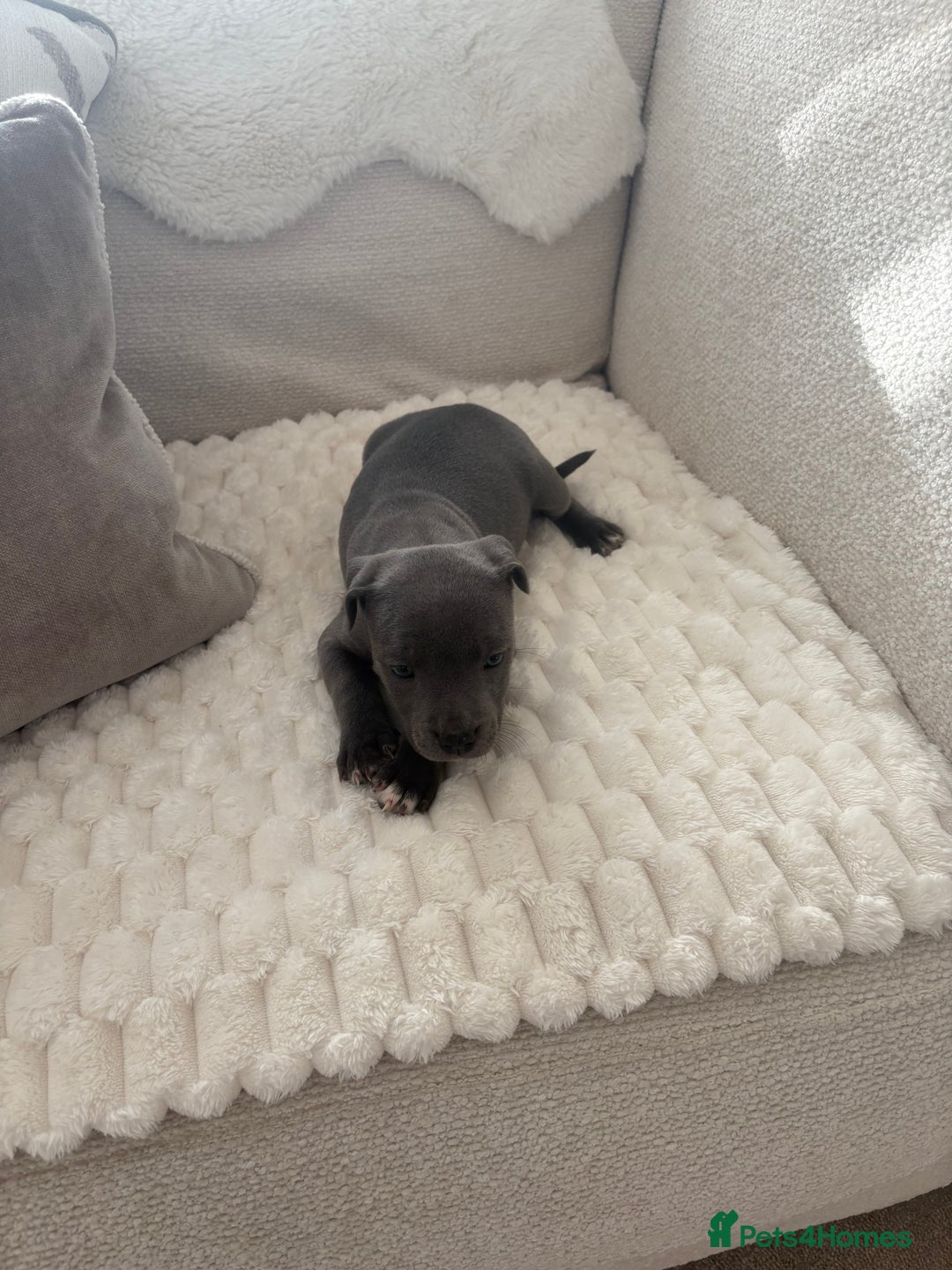 Staffordshire Bull Terrier dogs for sale: KC Registered Staffordshire Bull Terrier Puppies - Image 3