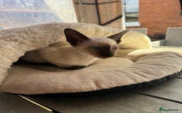 Siamese cats for sale: Siamese kittens - girls  - Image 38