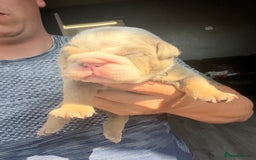 English Bulldog dogs for sale: English bulldog bible John lines  - Image 6