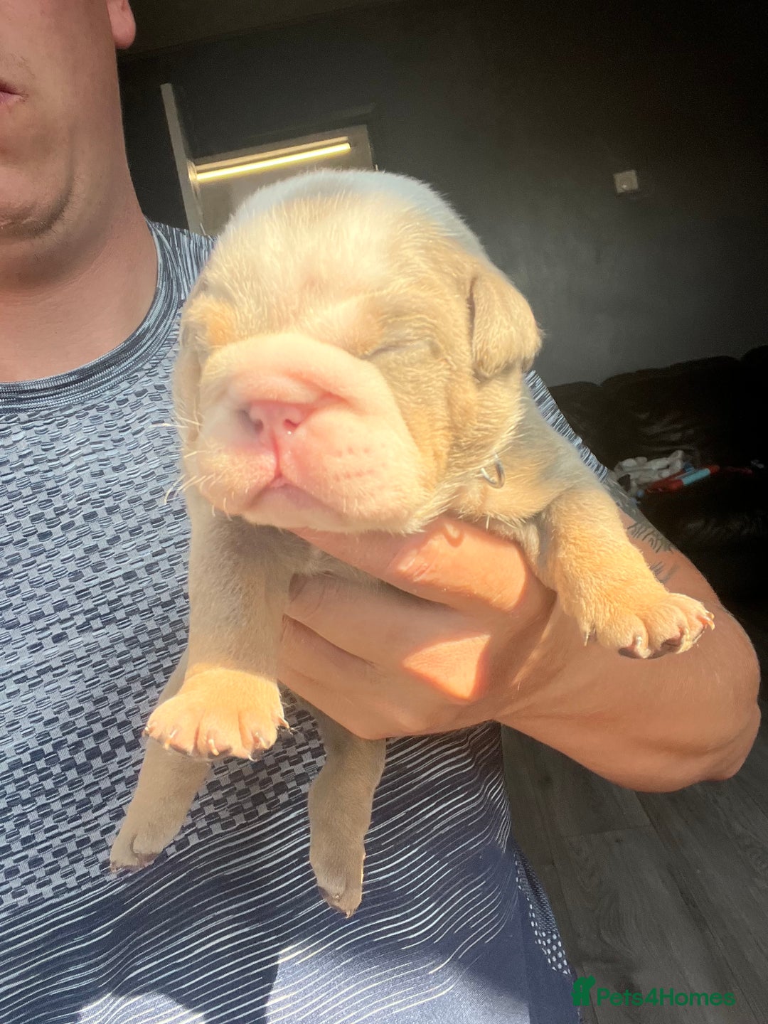 English Bulldog dogs for sale: English bulldog bible John lines  - Image 6
