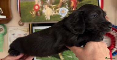 Miniature Dachshund dogs - Advert 2