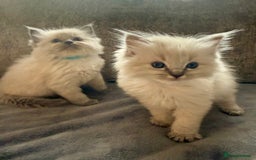 Ragdoll cats for sale: Beautiful Ragdoll Kittens  - Image 2