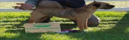 Border Terrier dogs for sale: Border Terrier puppy for sale ready now  - Advert 2