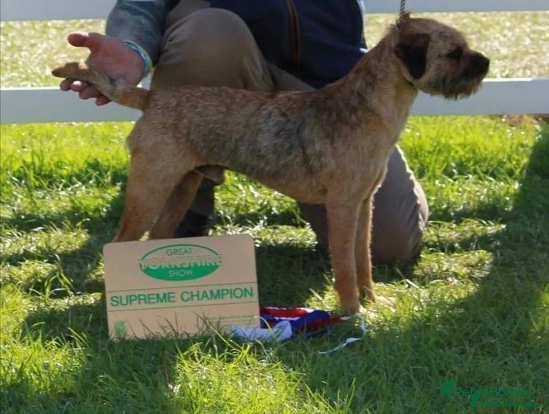 Border Terrier dogs for sale: Border Terrier puppy for sale ready now  - Advert 2