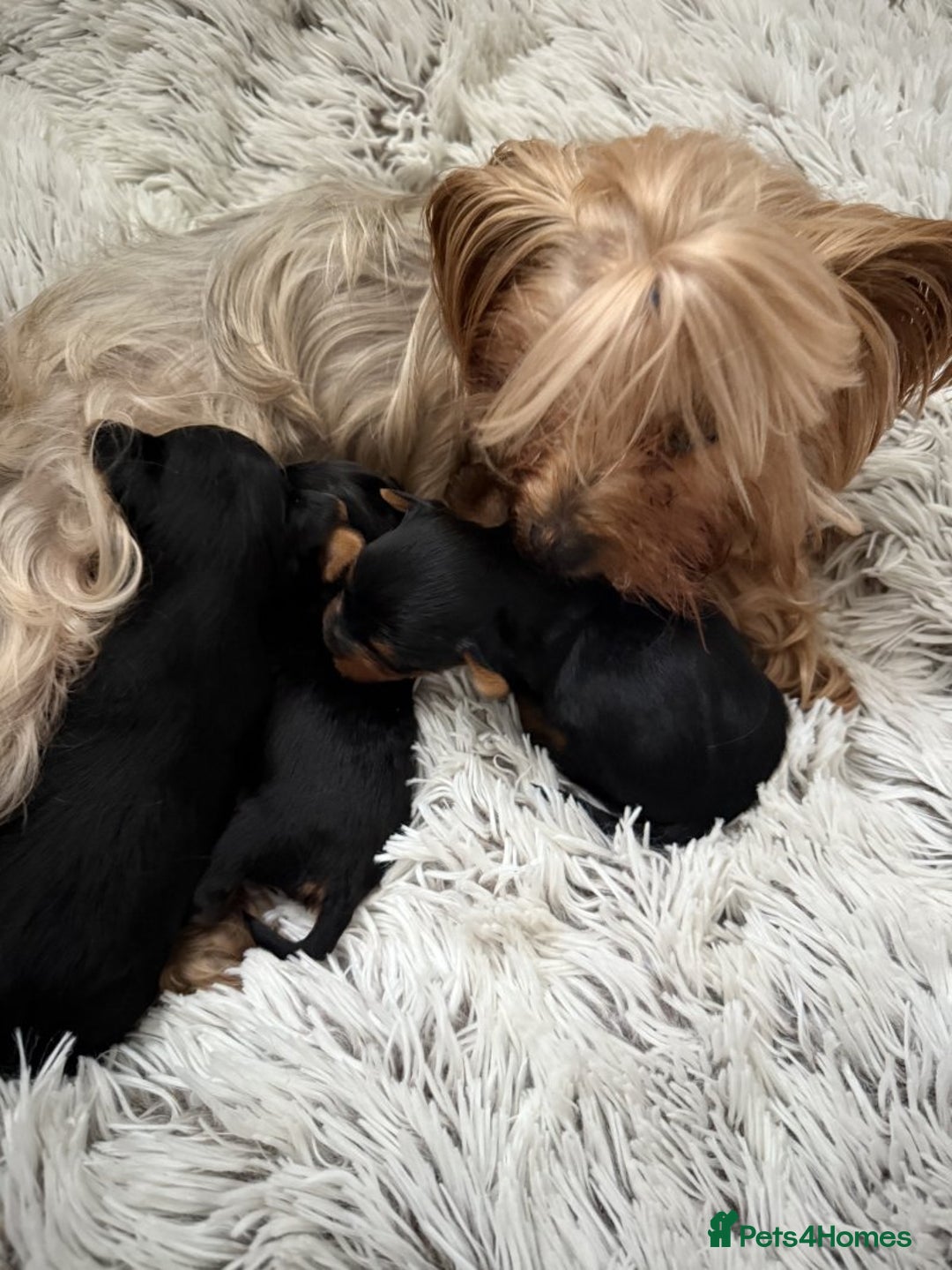 Yorkshire Terrier dogs for sale: Charming Male and Female Yorkshire Terriers - Image 9