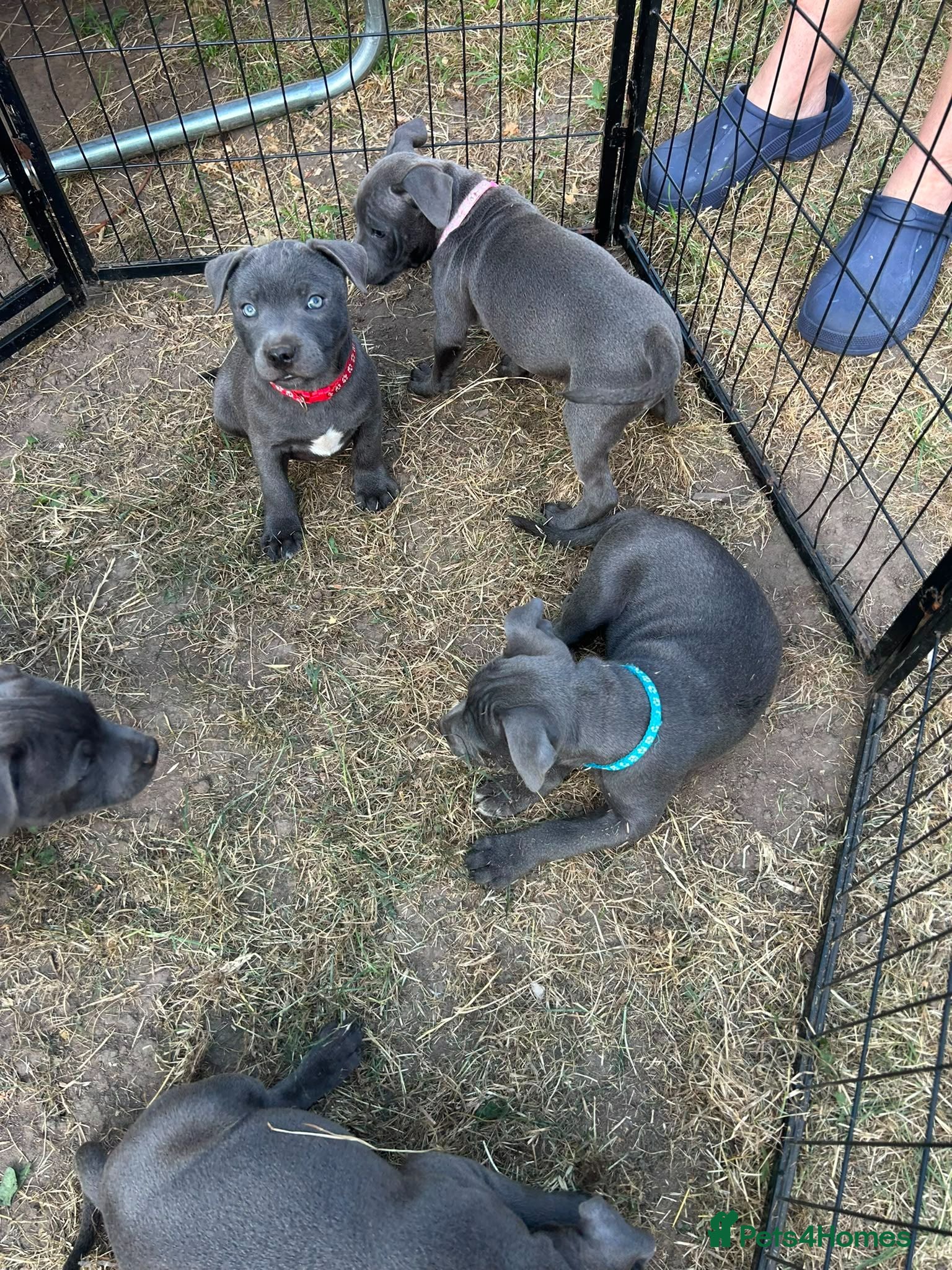 Staffordshire Bull Terrier dogs Blue KC Registered staffordshire bull terriers  - Advert 1