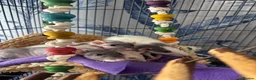 Rat rodents for sale: Five Exceptionally Friendly Dumbo rats  - Advert 5