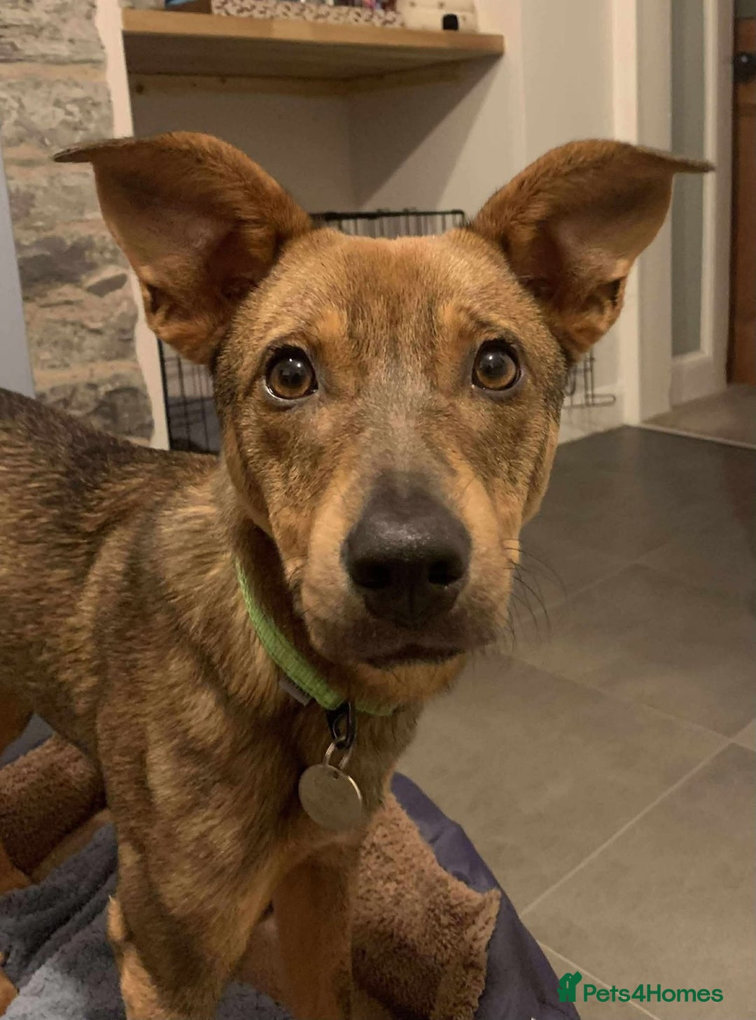 Mixed Breed dogs for adoption: Meet APOLLO - Advert 2