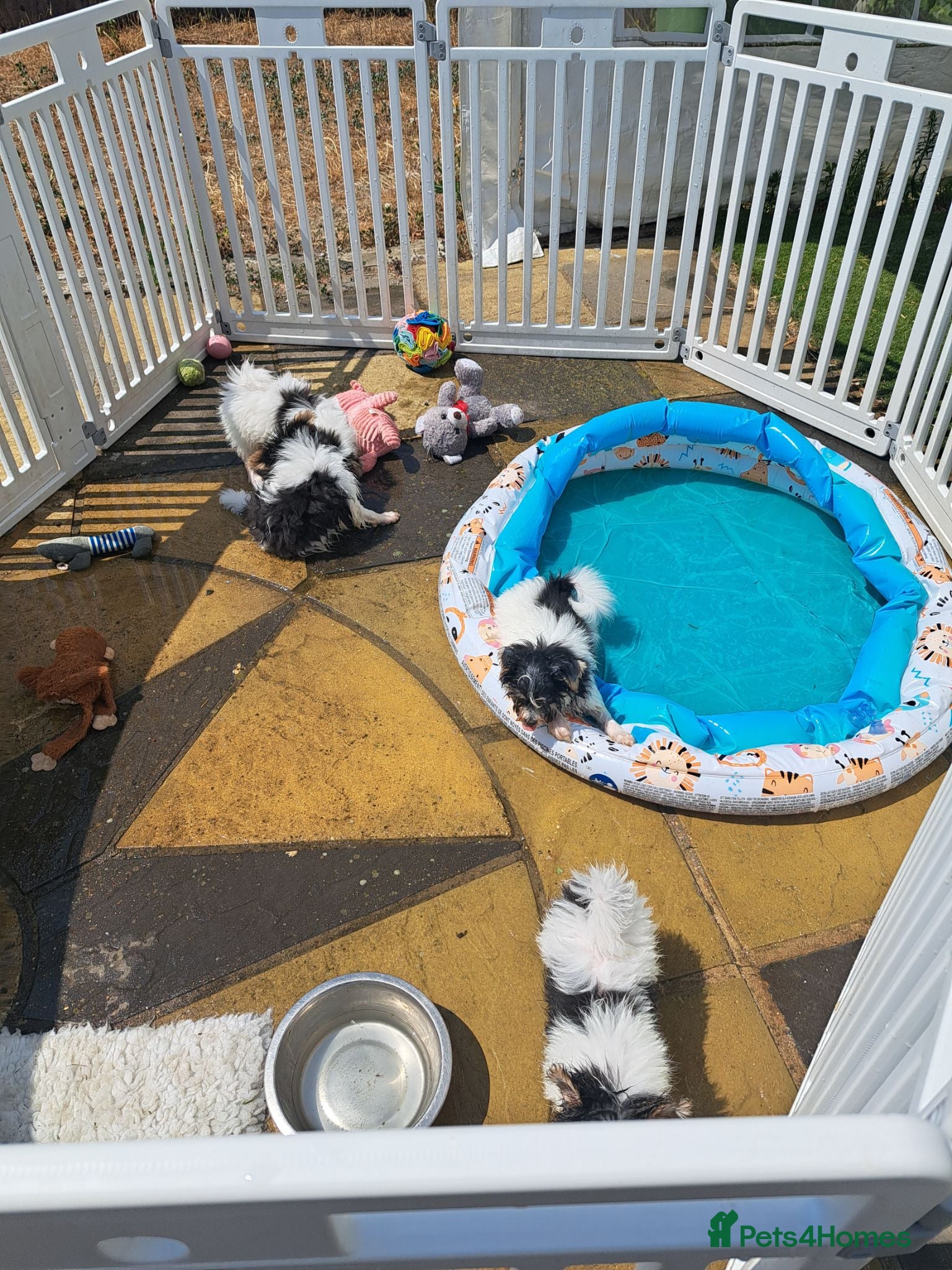 Mixed Breed dogs BEAUTIFUL POMCHON PUPS  FOR SALE - Advert 2