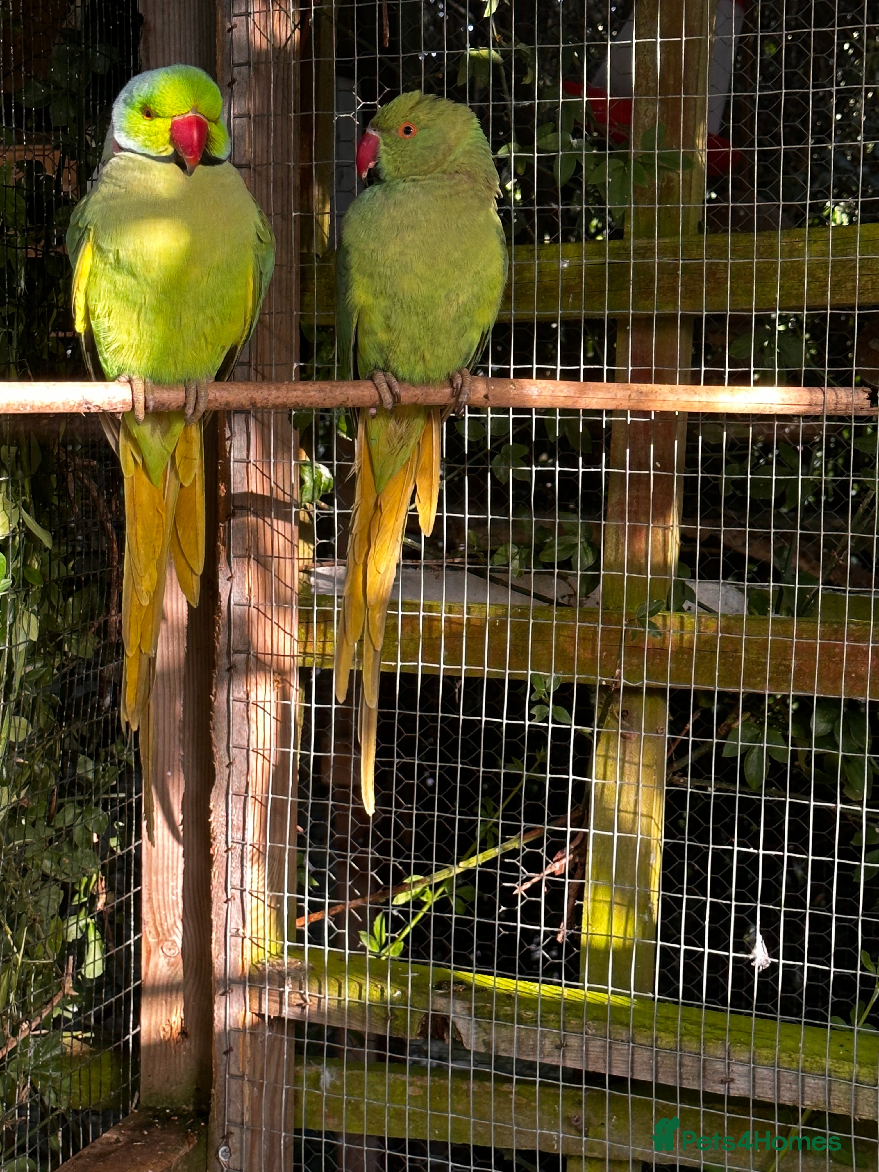 Ringnecks birds Breeding Pair of Indian Ringnecks  - Advert 1