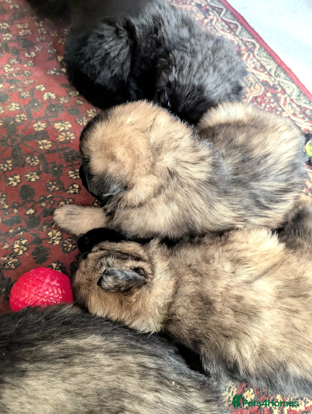 German Shepherd dogs for sale: Exceptional KC Health tested L/C Puppies  - Advert 15