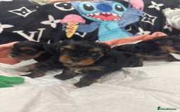 Yorkshire Terrier dogs for sale: Beautiful Yorkshire Terrier puppy boy for sale  - Image 2