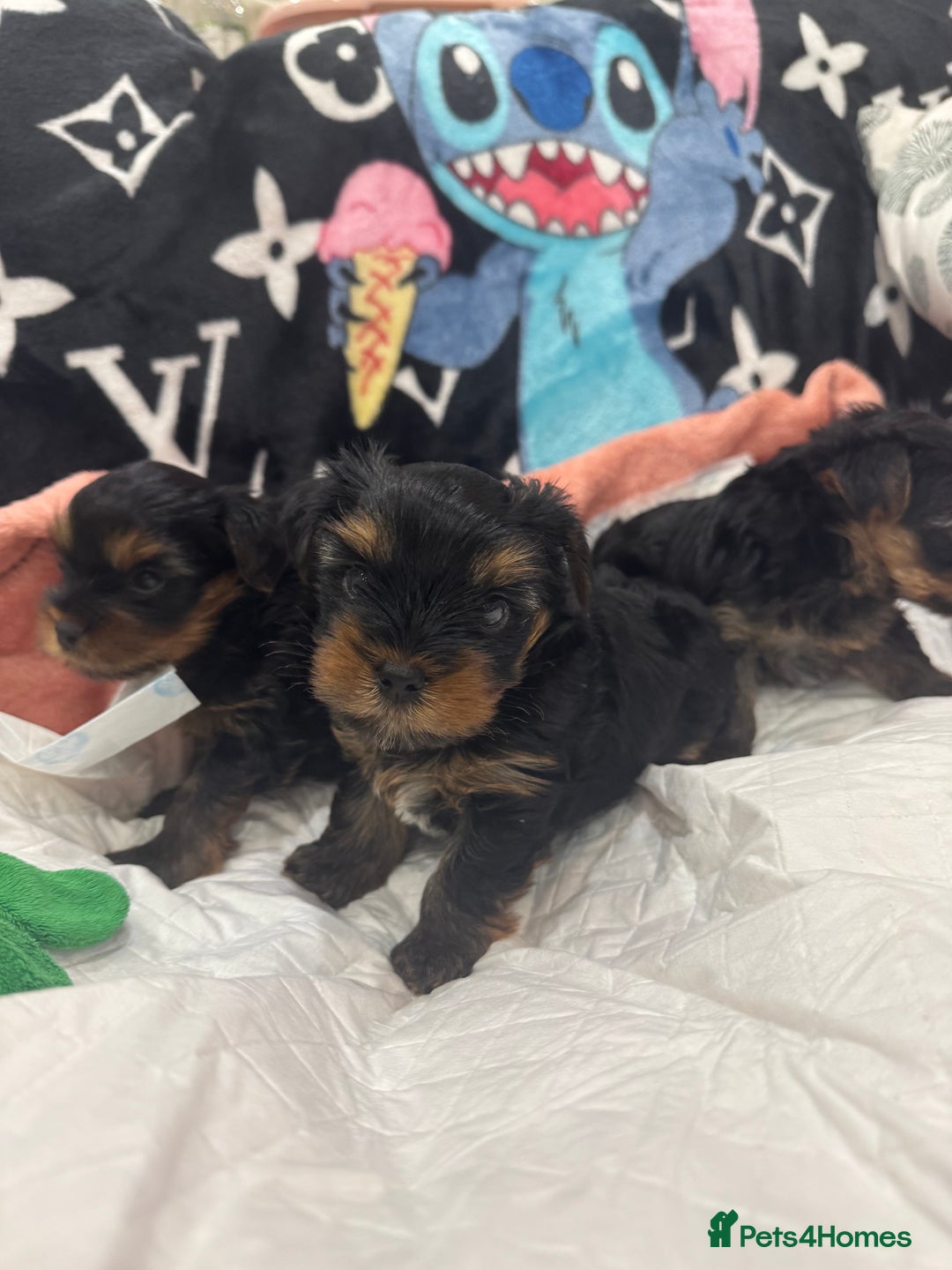 Yorkshire Terrier dogs for sale: Beautiful Yorkshire Terrier puppy boy for sale  - Image 2