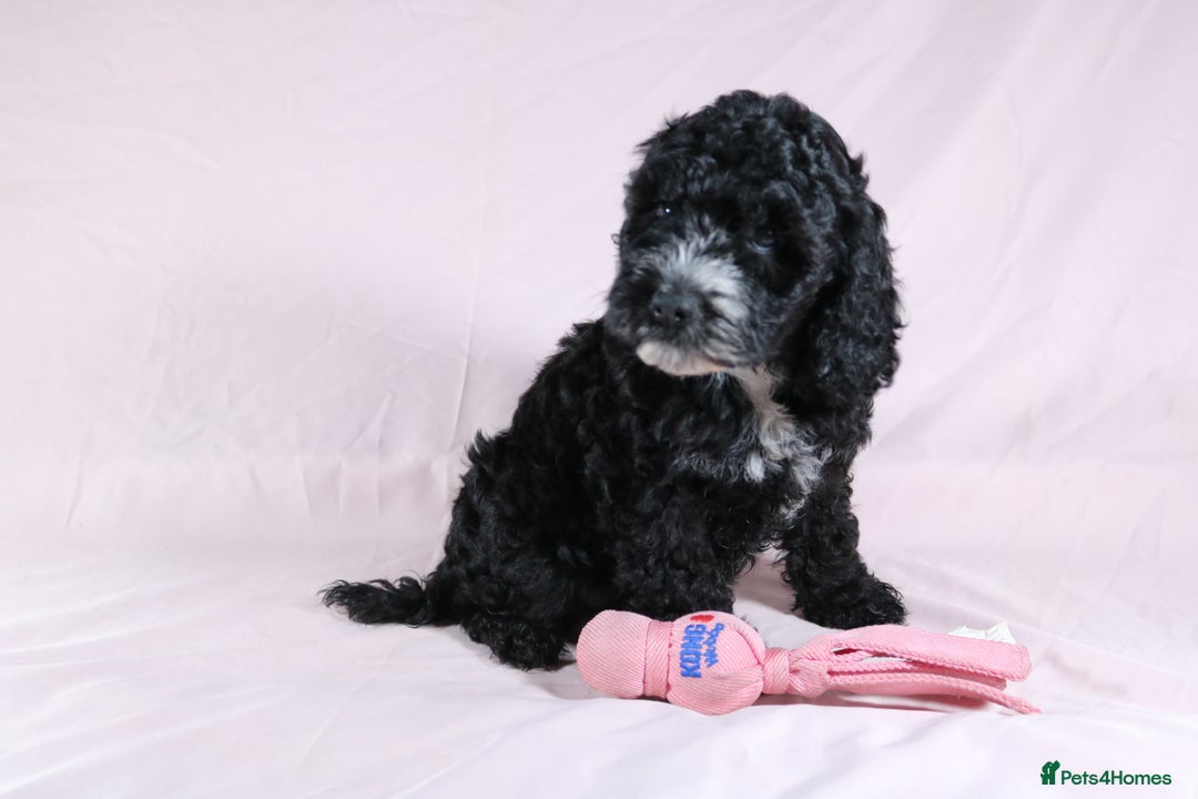 Cockapoo dogs for sale: Ready now beautiful litter F1B cockapoo puppies  in Leicester - Image 32