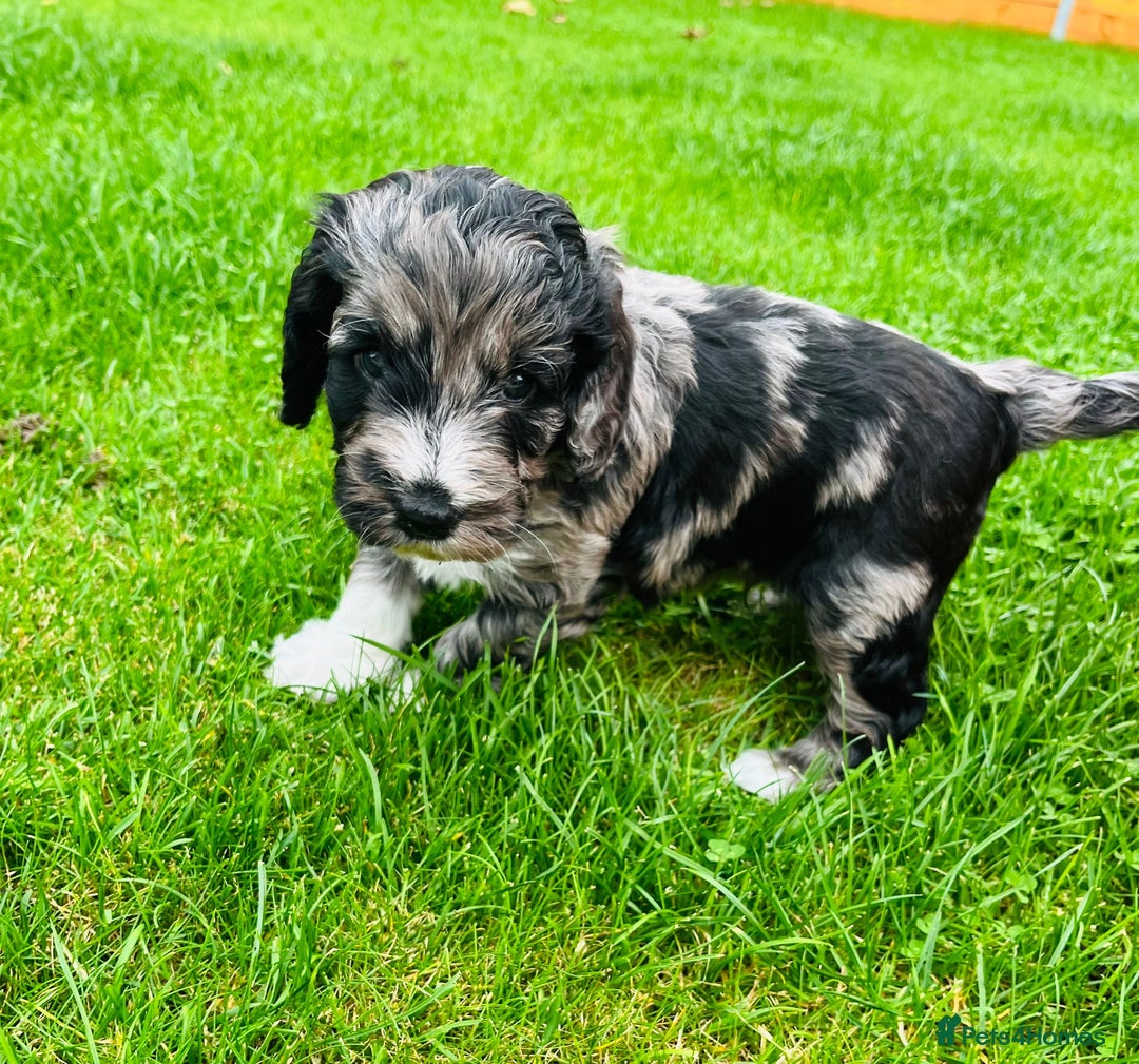 Cockapoo dogs for sale: Cockapoo Babies 🐾🐾🐾 - Image 2