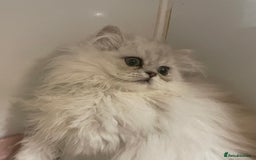 Persian cats for sale: Silver Chinchilla Persians Available! - Image 13