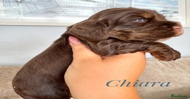 Cocker Spaniel dogs - Advert 2